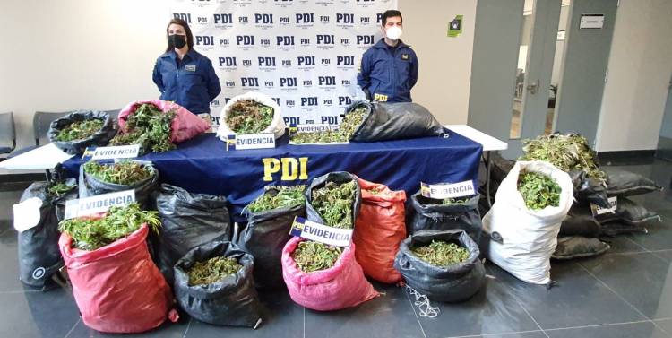 PDI decomisa más de 15 mil plantas de marihuana