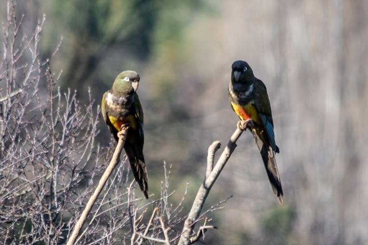 Municipalidad de Colbún y "Fundación Putagán Libre" trabajan por la conservación del "Loro Tricahue"