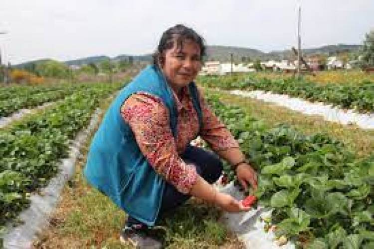 Aprueban recursos para proyectos de reconversión y diversificación de la pequeña agricultura en el Maule