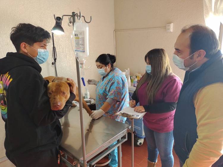 Más de mil prestaciones realizó en el mes de abril la “Clínica Médico Veterinaria Municipal” de Linares