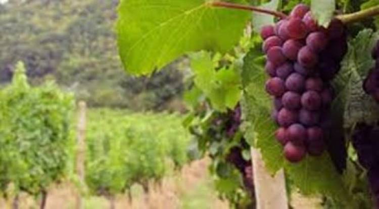 Ximena Rincón pide frenar abusos contra pequeños productores de uva
