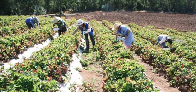 Diputado Matta ingresa proyecto para incluir a pequeños agricultores en bono de alivio a Pymes