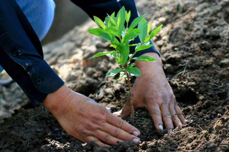 CONAF Maule mostró avances en recuperación de quebradas con plantas nativas en localidad de Nirivilo