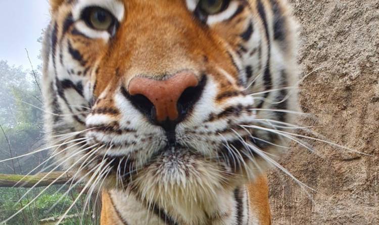 El tigre de bengala “Santiago Noé” se suma a la gran familia de “Casa Noé, Mundo Animal” de Linares